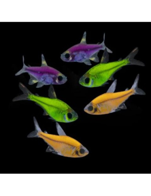 Пристелла GloFish Зеленая
